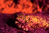 Lizardfish fluorescing at night