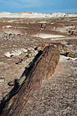 Petrified forest, Arizona, US