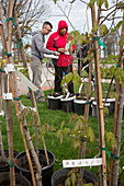 Free tree replacement program, Detroit, USA