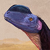 Dilophosaurus sinensis dinosaur, illustration