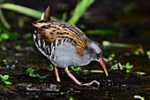 Water rail