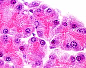 Pancreatic serous acini, light micrograph