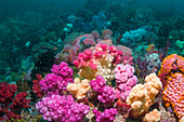 Coral reef, Indonesia