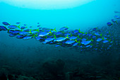 Yellow and blueback fusiliers