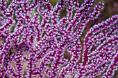 Gorgonian on a reef