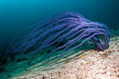 Sea whip on a reef