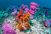 Coral reef, Indonesia