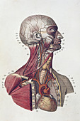 Head and neck anatomy, illustration