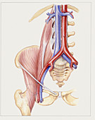 Pelvic anatomy, illustration