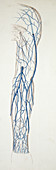 Superficial veins of arm, illustration
