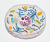 Structure of an animal cell, illustration