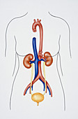 Excretory system, illustration