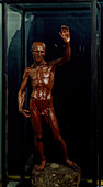 Anatomical figure in wax
