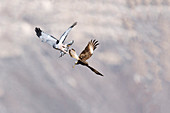 Cinereous harrier attacking southern crested caracara