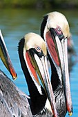 Brown pelicans