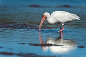 White ibis feeding