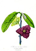 Pawpaw (Asimina triloba), 19th C illustration
