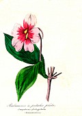 Impatiens platypetala flower, 19th C illustration