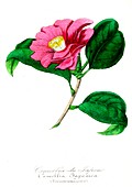 Japanese camellia flower, illustration