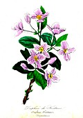 Daphne fortuni flowers, 19th Century illustration