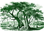 Sacred fig (Ficus religiosa), 19th C illustration