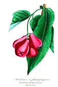 Jambosa purpurascens fruit, 19th C illustration