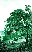 Cedar (Cedrus sp.) tree, 19th Century illustration