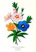 Pimpernel flowers, 19th C illustration