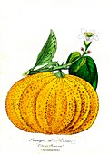 Citrus (Citrus rissoa) fruit, 19th C illustration