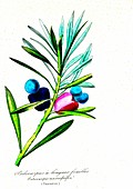 Buddhist pine fruit, 19th C illustration