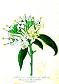 Reeversia thyrsoidea flowers, 19th C illustration