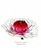Water lily (Victoria regia), 19th C illustration