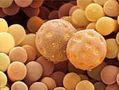 Bindweed pollen and stigma, SEM