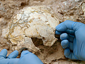 Fossil hominin skull (Aroeira 3)