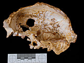 Fossil hominin skull interior (Aroeira 3)