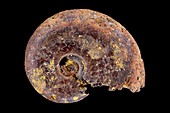 Ammonite fossil, macrophotograph