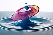 Water and milk drop impact, high-speed photograph