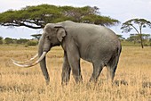 African mammoth, illustration