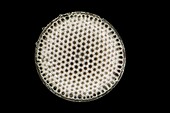 Fosssil diatom, light micrograph