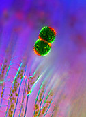Cosmarium desmid algae, light micrograph