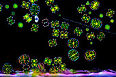Micrasterias and Xanthidium algae, light micrograph
