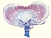 Chrysanthemum bud, light micrograph