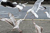 Seagulls fighting over seafood scraps