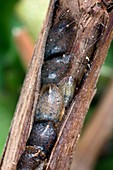 Brown scale insects on a vine stem