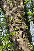 Epicormic growth on a horse chestnut tree