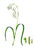 Hairy wood brome (Bromopsis ramosa) in flower, illustration