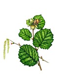 Hazel (Corylus avellana) in flower, illustration