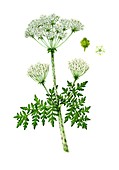 Hemlock (Conium maculatum) in flower, illustration