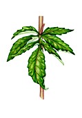 Hemp-agrimony (Eupatorium cannabinum) leaf, illustration