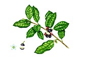 Alder buckthorn (Rhamnus frangula) in fruit, illustration